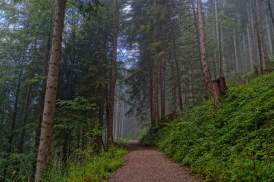 Narrow pathway along trees