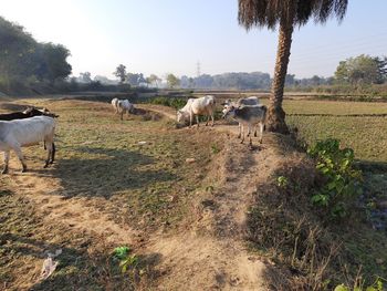 View of sheep on field