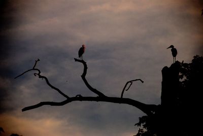 Silhouette birds perching on tree against sky