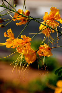 Close-up of yellow flowering plant