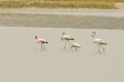 View of birds on beach