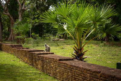 Palm trees growing outside house