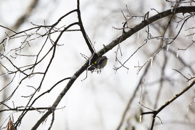 Low angle view of bird perching on bare tree