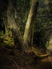 Trees growing in forest