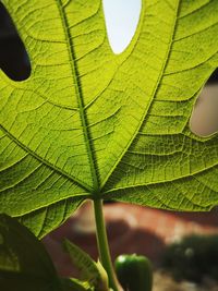 Close-up of green leaves