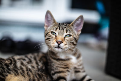 Close-up portrait of tabby cat