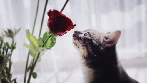 Close-up of cat smelling red roses