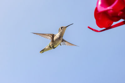 Low angle view of bird flying against clear sky