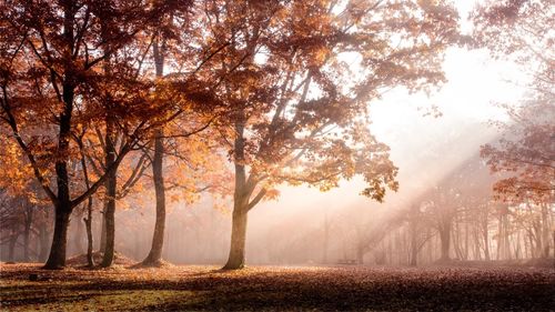 Trees in forest during autumn