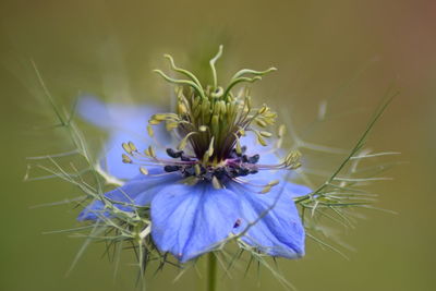 Close-up of purple flowering plant