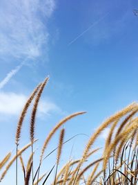 Low angle view of plants against blue sky