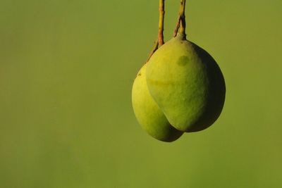 Close-up of fruits hanging from tree