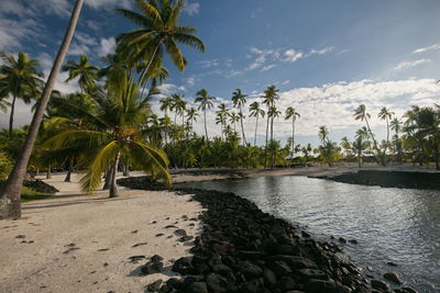 Scenic view of palm trees on beach against sky