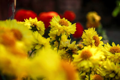 Close-up of yellow flowering plant