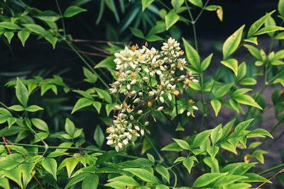 Close-up of plant