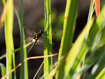 Close-up of butterfly pollinating on grass