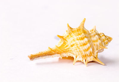 Close-up of seashell on white background