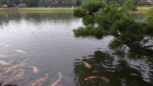 Scenic view of lake