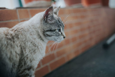 Close-up of a cat looking away at home