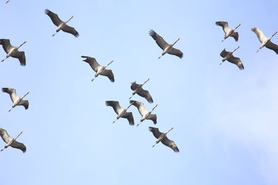 Low angle view of birds flying against clear sky