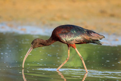 Side view of ibis foraging in lake