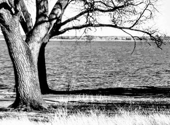 Bare trees on landscape