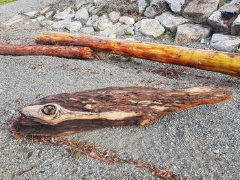 High angle view of lizard on wood