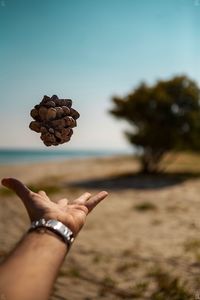 Cropped image of hand catching pine cones at beach