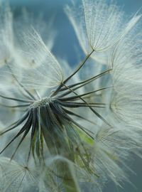 Close-up of dried plant