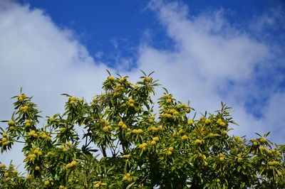 Low angle view of tree against sky