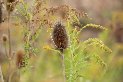 Close-up of plant on field