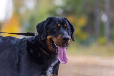 Dog looking away