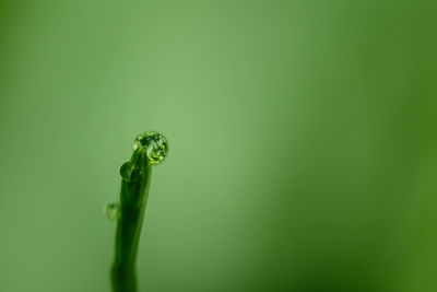 Close-up of wet plant against green background