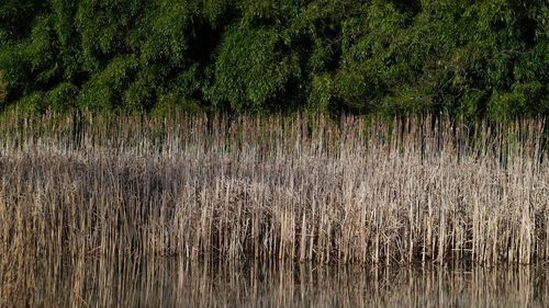 View of tall grass in forest
