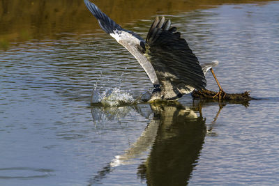 Bird flying over a lake