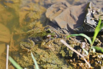 Close-up of frog in water