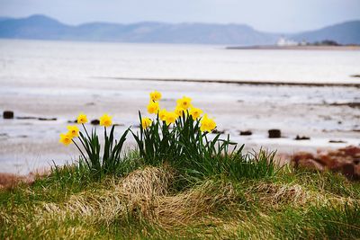 Daffodils growing on grass at shore