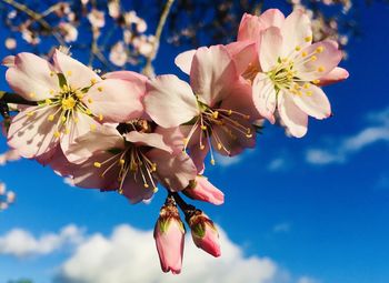 Low angle view of cherry blossoms against sky