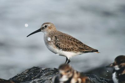 Close-up of bird perching on rock