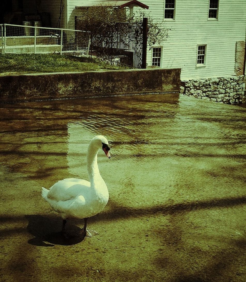 bird, building exterior, built structure, architecture, tree, animal themes, wildlife, water, reflection, animals in the wild, plant, outdoors, nature, one animal, day, no people, wall - building feature, house, growth, white color