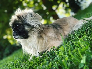 Close-up of a dog on field