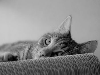 Close-up of cat lying down