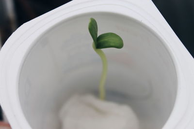 Close-up of potted plant, sunflower seed growing