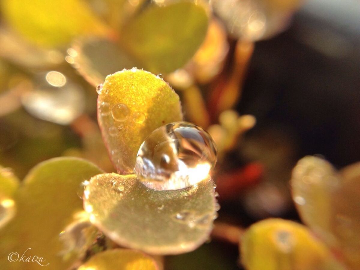 close-up, focus on foreground, animals in the wild, nature, animal themes, wildlife, beauty in nature, selective focus, fragility, water, outdoors, yellow, no people, growth, day, drop, plant, flower, one animal, tranquility