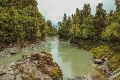 Scenic view of river amidst trees in forest