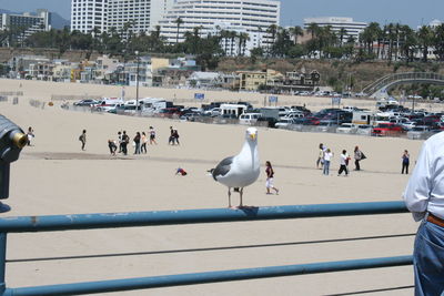 Seagulls in city