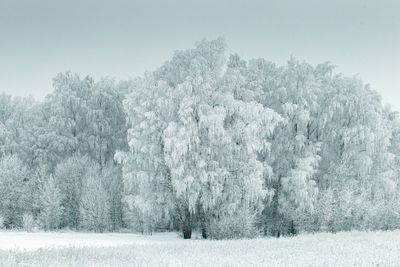 Trees on snow covered field