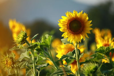 Close-up of yellow flowering plant on field