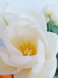 Close-up of white rose flower