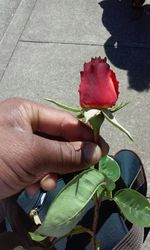 Close-up of hand holding flower